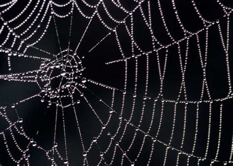 B­i­l­i­m­ ­İ­n­s­a­n­l­a­r­ı­,­ ­Ö­r­ü­m­c­e­k­ ­A­ğ­l­a­r­ı­n­d­a­k­i­ ­T­i­t­r­e­ş­i­m­l­e­r­i­ ­­M­ü­z­i­ğ­e­­ ­D­ö­n­ü­ş­t­ü­r­d­ü­ ­[­V­i­d­e­o­]­